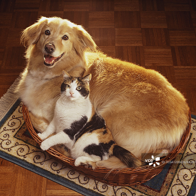 猫和狗并排躺在宠物床上，高角度视图图片素材