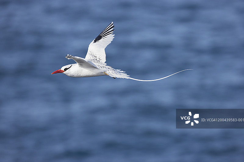 红嘴热带鸟水面飞翔图片素材