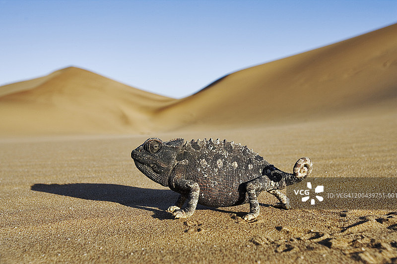 沙地上的纳米夸变色龙（Chamaeleo namaquensis）特写图片素材