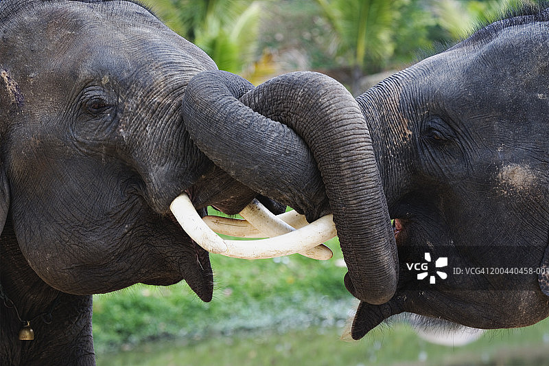 泰国南邦府：两头印度象嬉戏图片素材