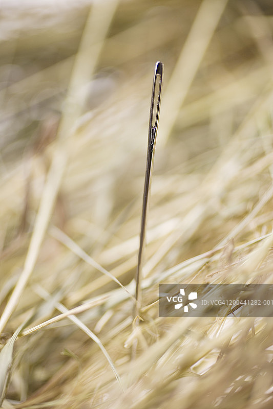 稻草里的针，特写图片素材