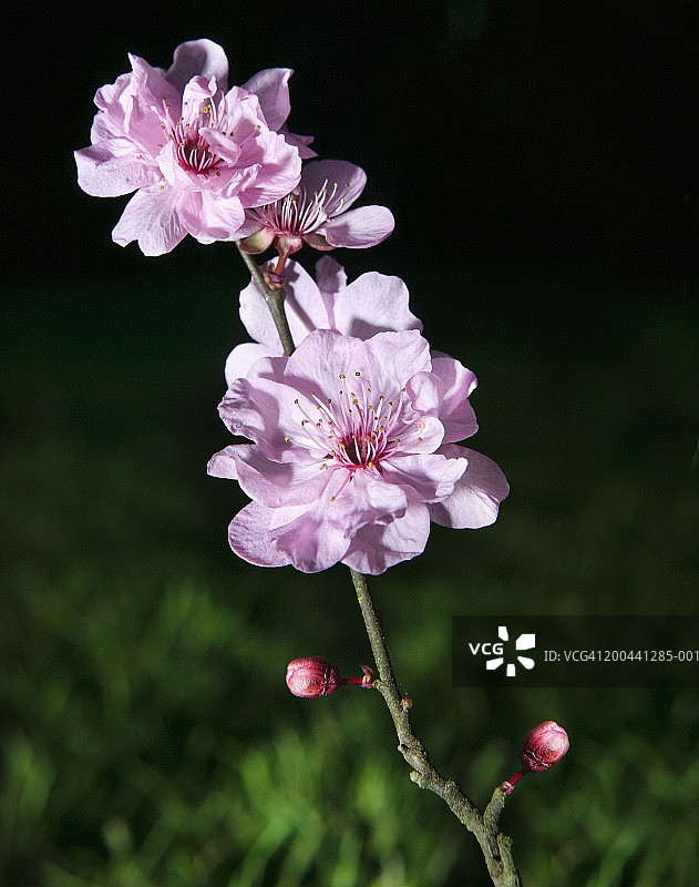 樱桃树花朵特写图片素材