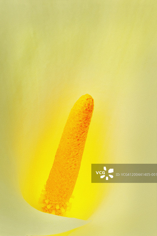 黄色马蹄莲特写图片素材