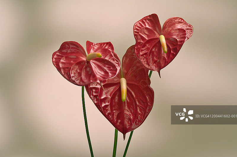 火鹤花图片素材