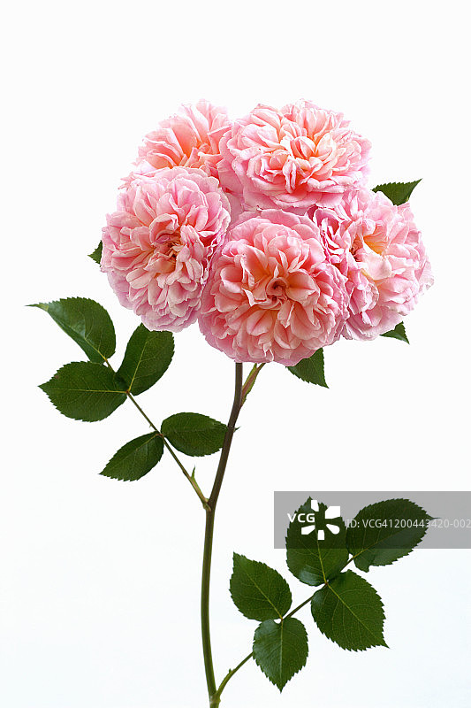 攀缘玫瑰（旋转木马）特写图片素材