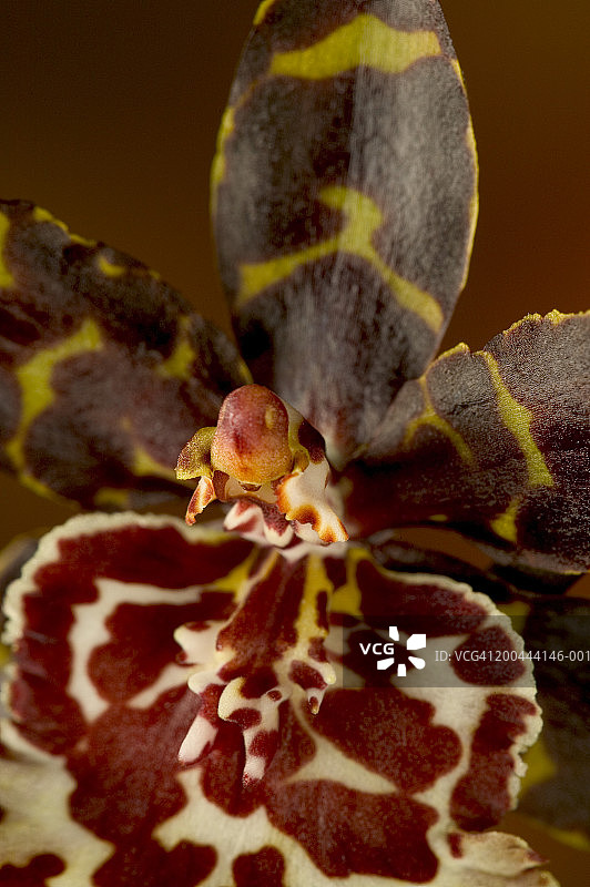 野猫 Colmanara 兰花图片素材