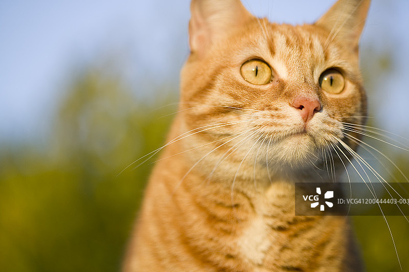 猫咪正面特写图片素材