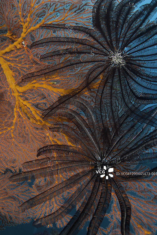 海扇上的海星图片素材