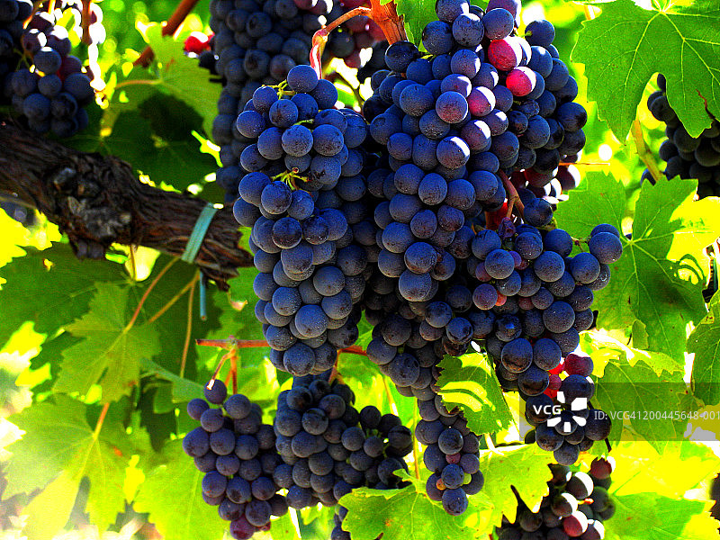 清晨葡萄藤上成熟的桑娇维塞葡萄图片素材
