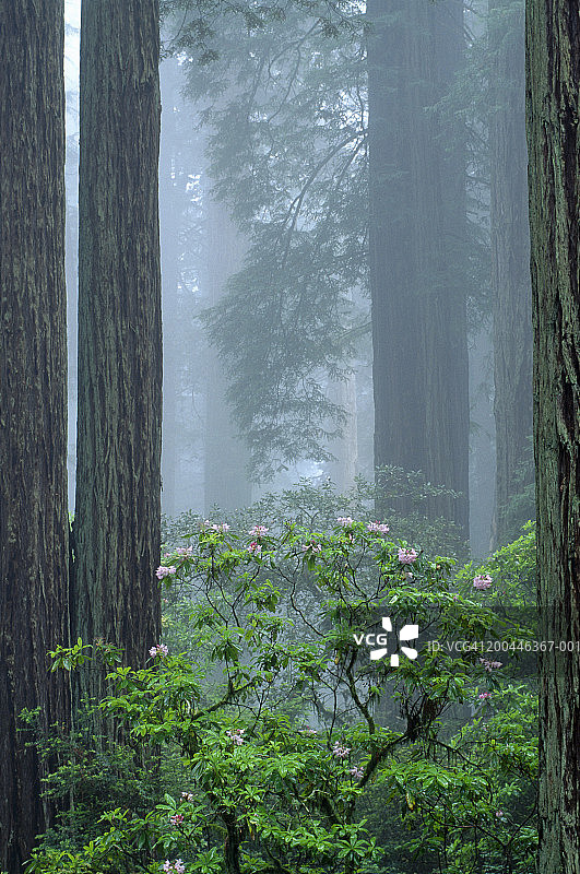 美国加利福尼亚州红木国家公园，红杉树林图片素材
