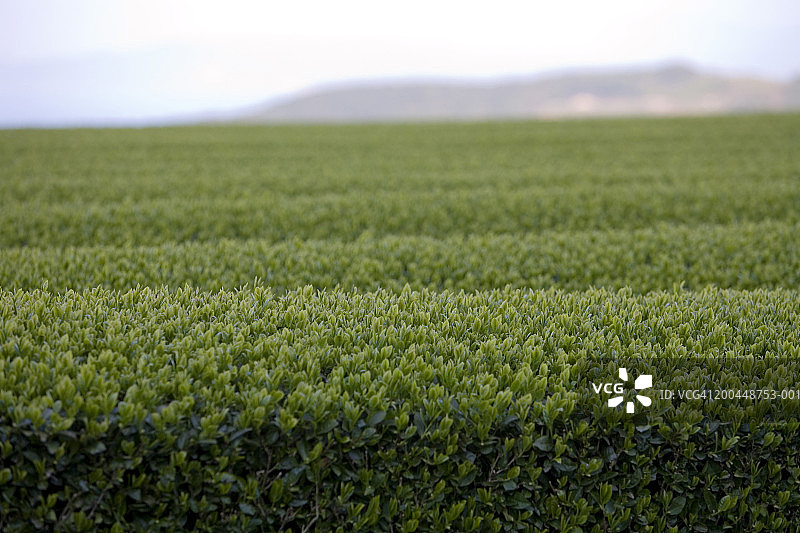 日本九州指宿知览茶园图片素材