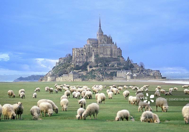 法国诺曼底圣米歇尔山绵羊放牧图片素材