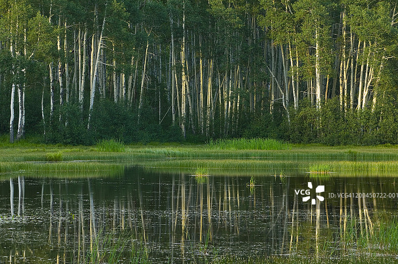 美国犹他州瓦萨奇国家森林的临水森林景观图片素材