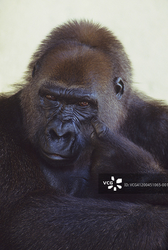 大猩猩面部特写图片素材