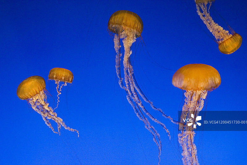 西海岸海荨麻水母图片素材