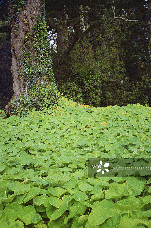地面植被和树木，夏季图片素材