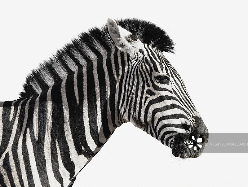 斑马（布氏斑马），侧视图（数字增强）图片素材
