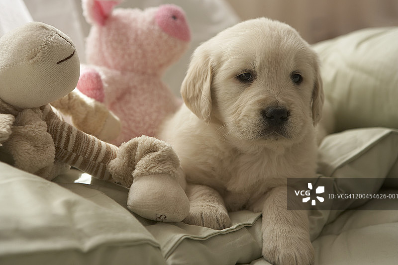 在床上放松的狗图片素材