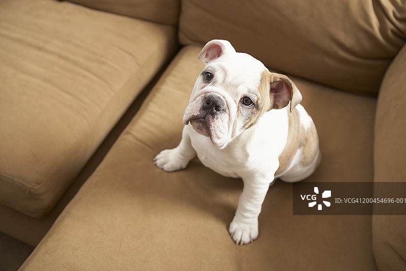 在沙发上的狗图片素材