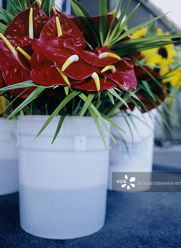 美国夏威夷瓦胡岛威基基海滩桶装红掌图片素材