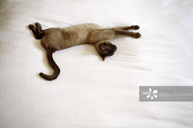 缅甸猫在羽绒被上伸展，俯视图图片素材