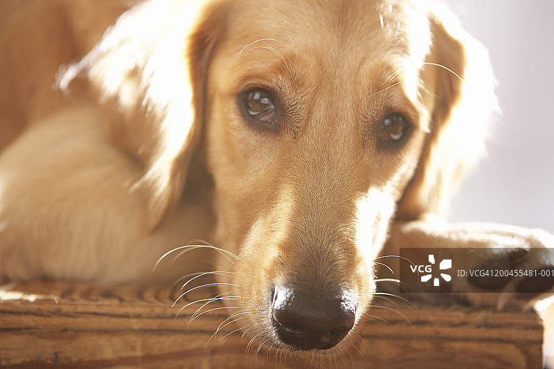 狗狗特写图片素材