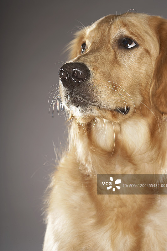 小狗向远处看图片素材