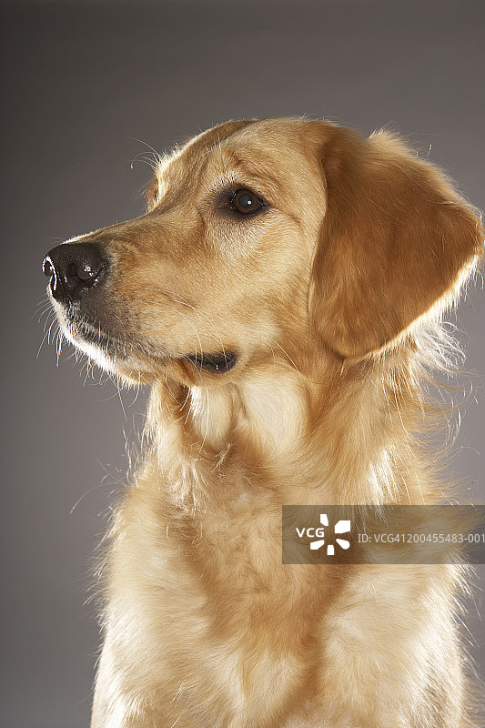 小狗向远处看图片素材