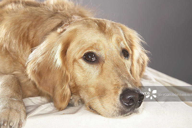 小狗躺下图片素材