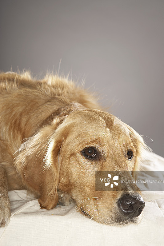 小狗躺下图片素材