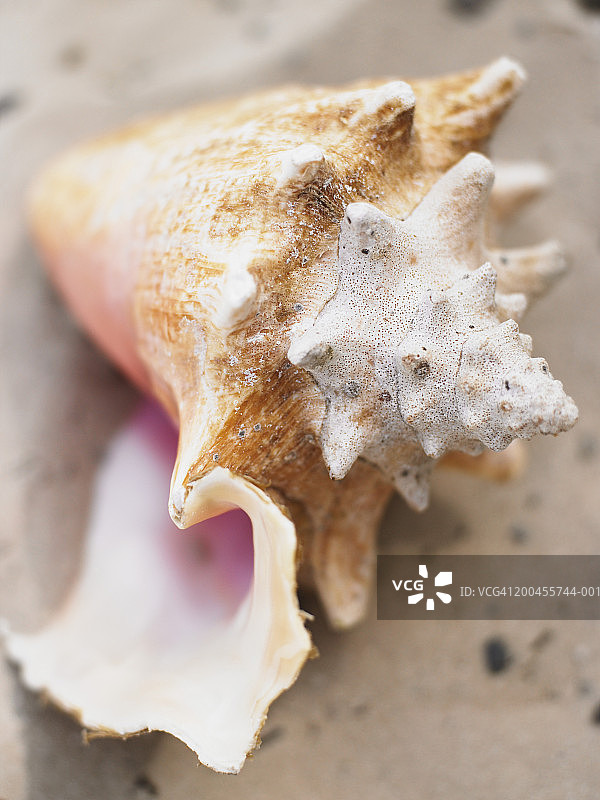 海滩上的海螺壳，高角度视图图片素材