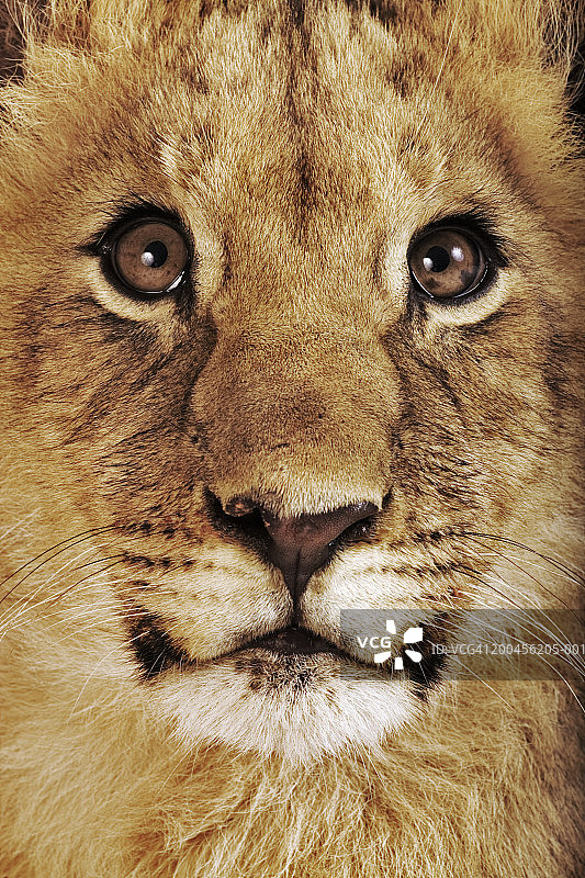 幼狮特写（狮子）图片素材
