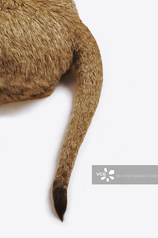 白色背景下的幼狮（Panthera leo）下部图片素材