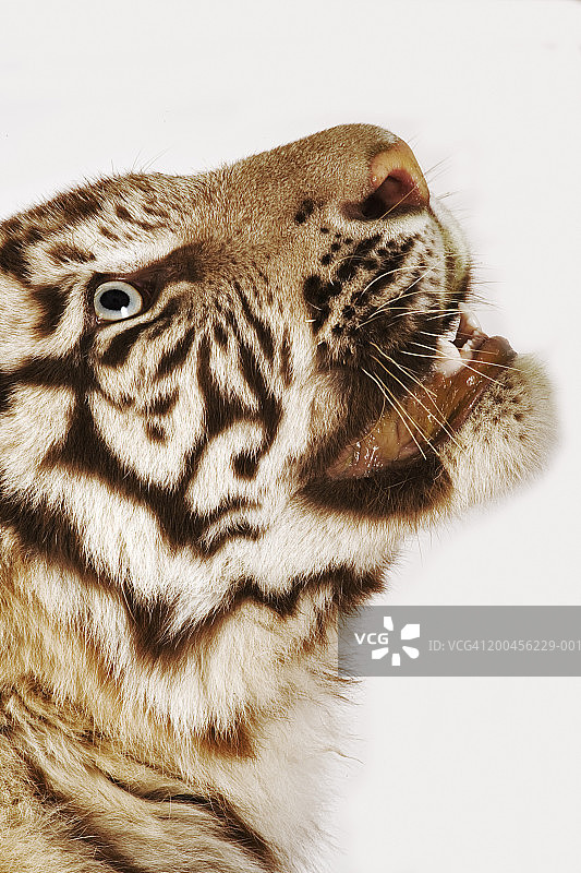 白老虎幼崽特写图片素材