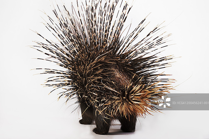 非洲豪猪后视图图片素材