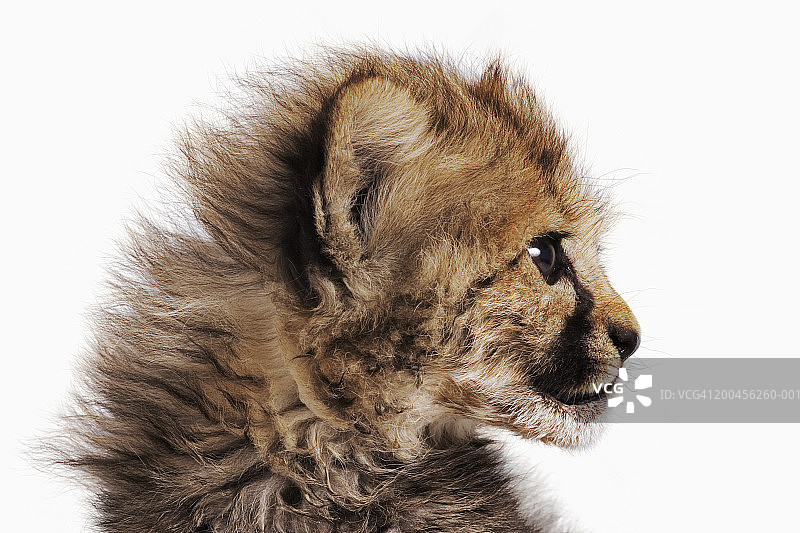 猎豹幼崽（Acinonyx jubatus）特写，白色背景图片素材