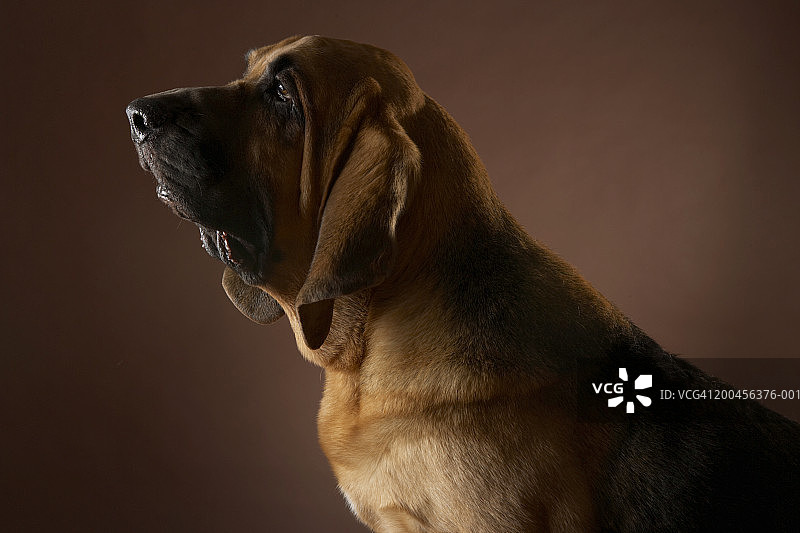 小狗向远处看图片素材