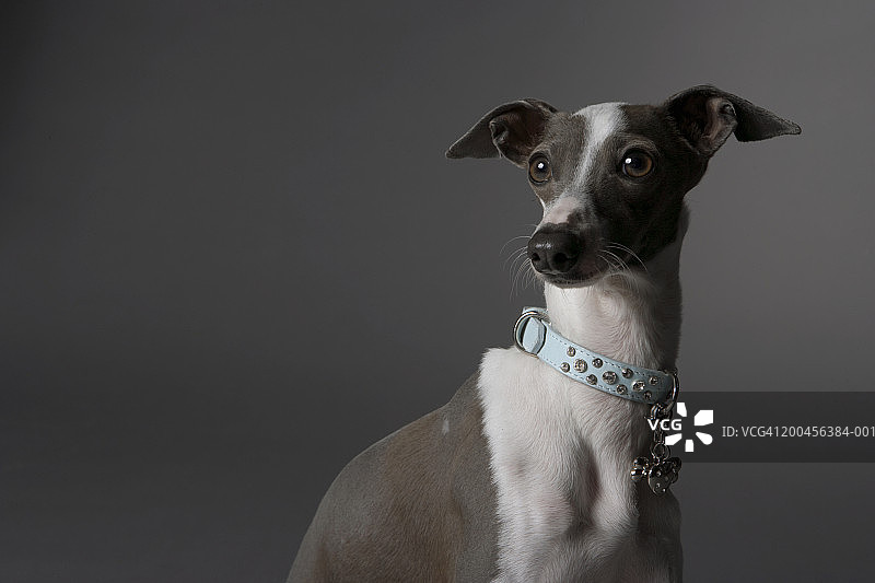 小狗向远处看图片素材