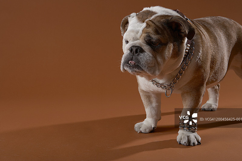 狗爪子上的手链图片素材