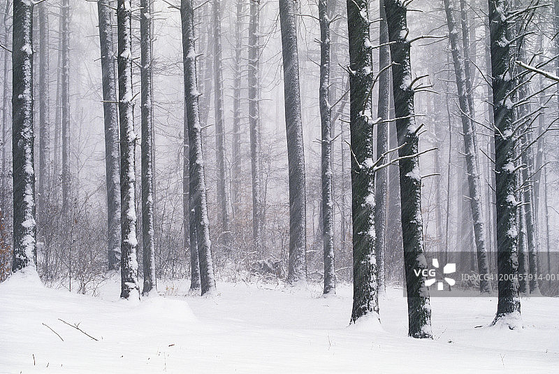 美国马里兰州洛克雷文，白雪覆盖的树木图片素材