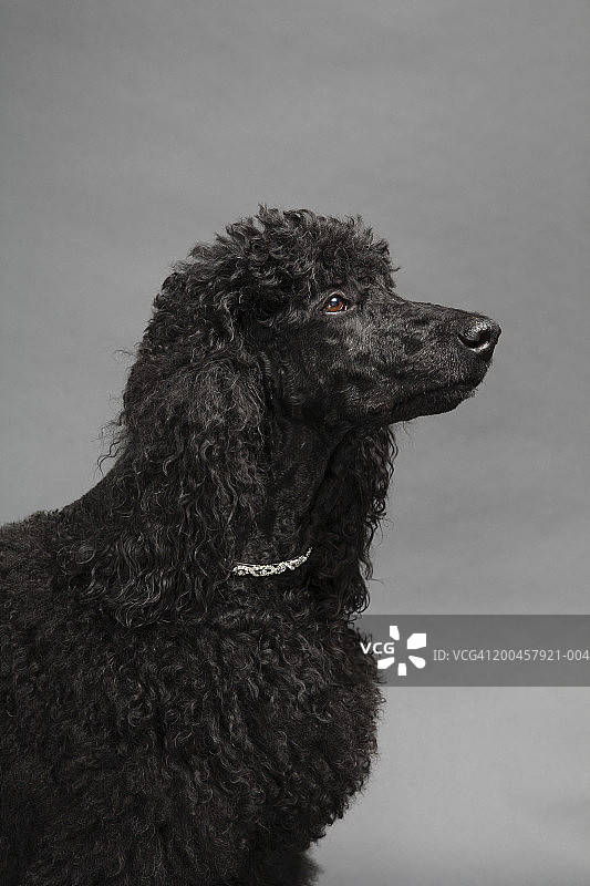 戴着珍珠项链的黑色贵宾犬图片素材