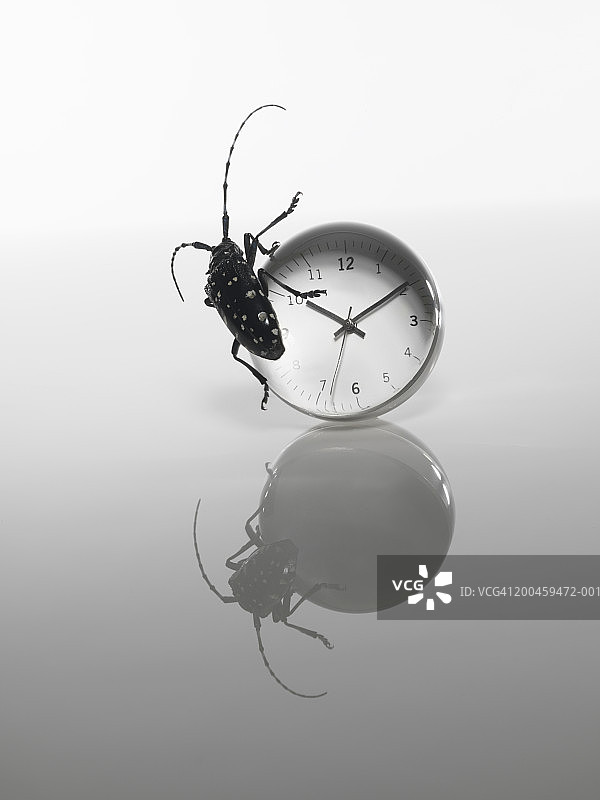 时钟上的白斑星天牛图片素材