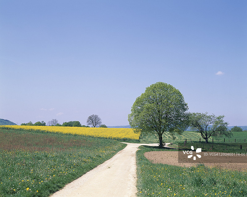 道路、椴树和油菜田图片素材