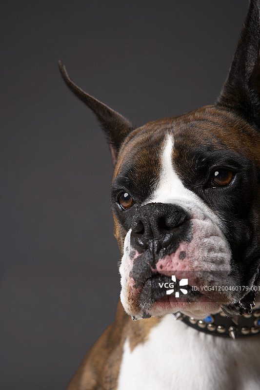 竖着耳朵的拳师犬特写图片素材