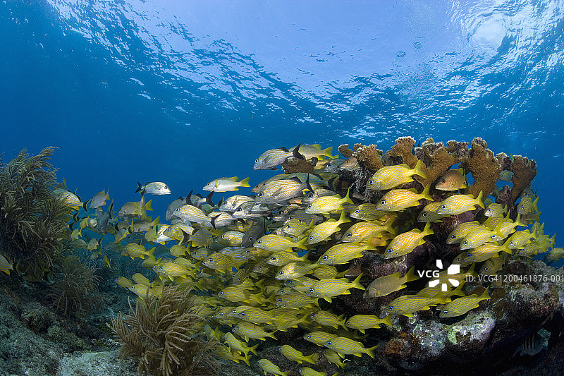 美国佛罗里达州基拉戈，鱼群水下景观图片素材