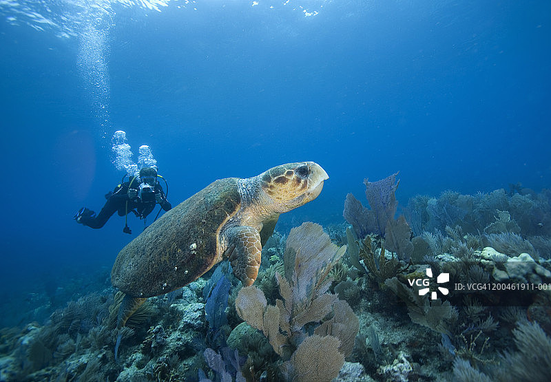 拍摄中的蠵龟（水下视角）图片素材