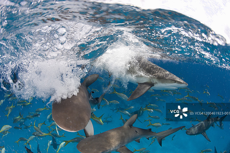 加勒比海礁鲨（Carcharodon perezi）水面视角图片素材