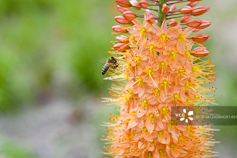蜜蜂从花朵中采集花粉图片素材