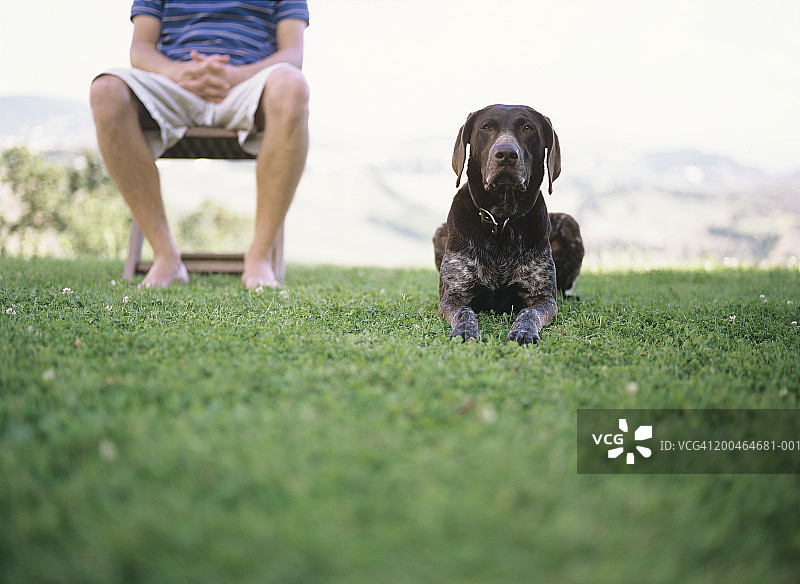 德国短毛指示犬在草地上，男子坐在椅子旁图片素材