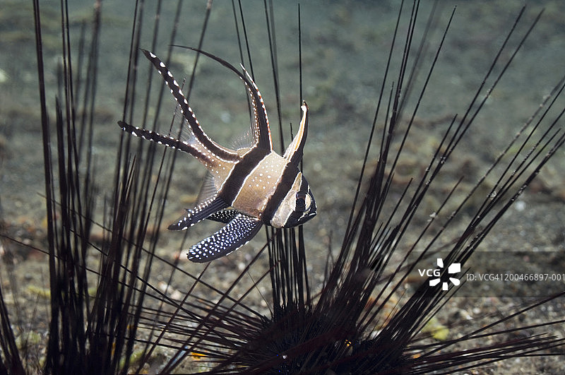 邦盖海鲂（Pterapogon kauderni）特写图片素材